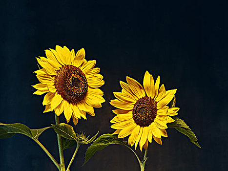 向日葵,花,两个,黄色,黑色背景