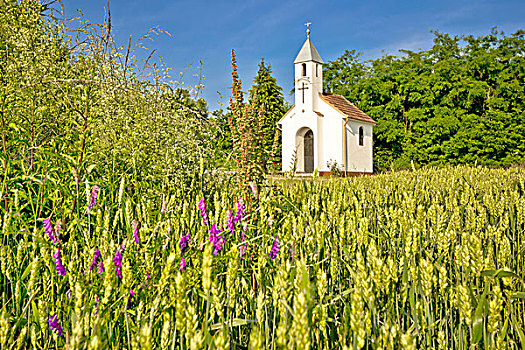 天主教,小教堂,乡村,农业,风景