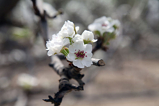 新疆哈密,梨花如雪盛开