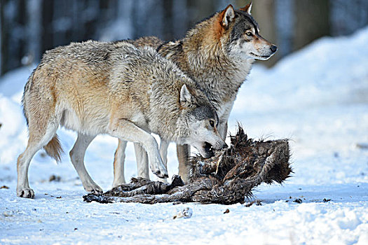 两个,狼,进食,畜体,野猪,雪地,俘获,巴登符腾堡,德国,欧洲