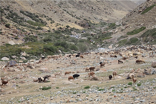 新疆哈密,天山山地荒漠牧场