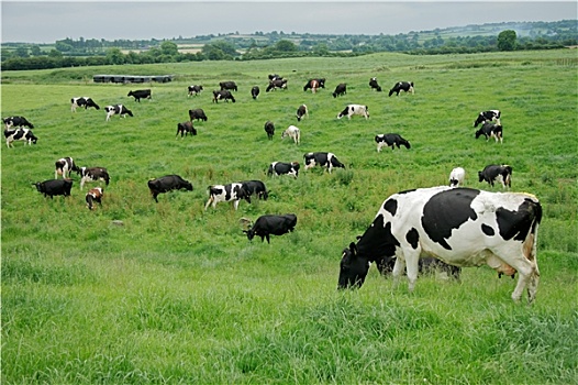 乳业,母牛