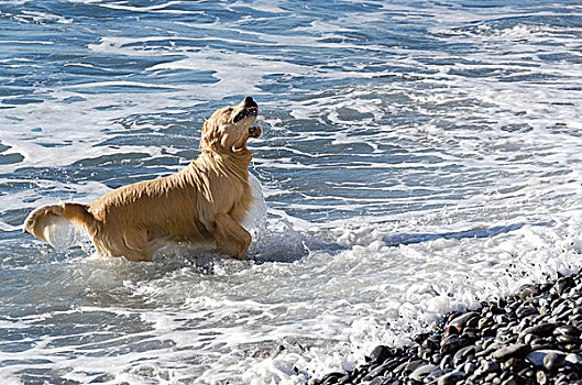 拉布拉多犬,海上