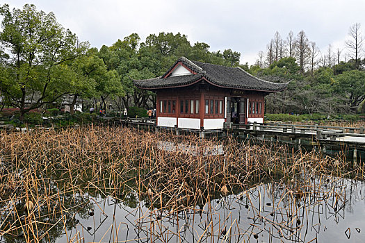 冬季西湖残荷