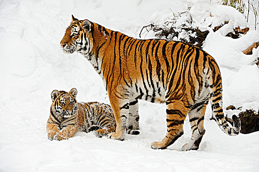 西伯利亚虎,虎,幼兽