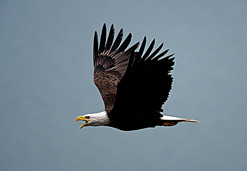 白头鹰,飞,空中,卡特麦国家公园,阿拉斯加,美国