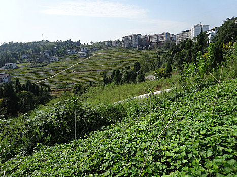 重庆市云阳县外郎乡的农村面貌