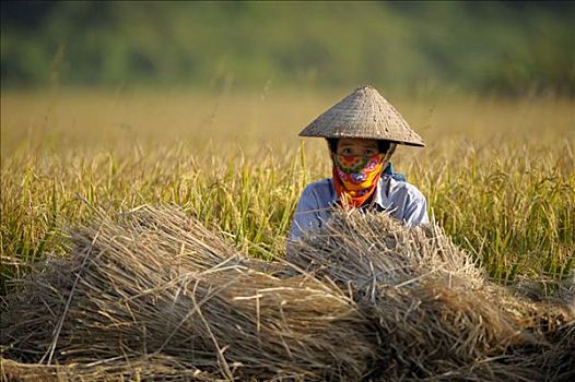 越南,成年,女人,稻米,丰收,河内,北越,东南亚