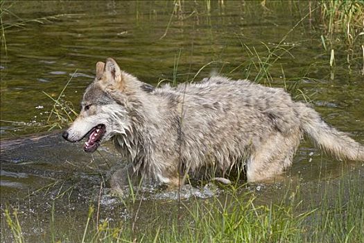 狼,跑,水
