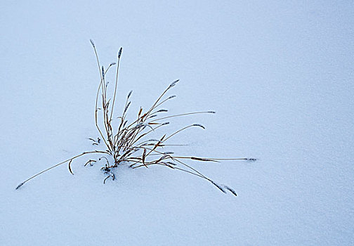 小雪