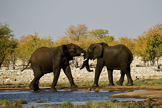 两只,象,非洲象,水坑,争斗,玩,埃托沙国家公园,纳米比亚,非洲