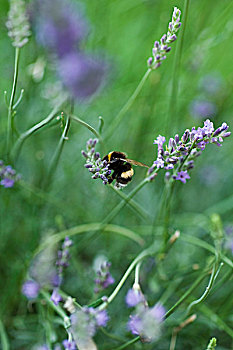蜜蜂,花粉,熏衣草