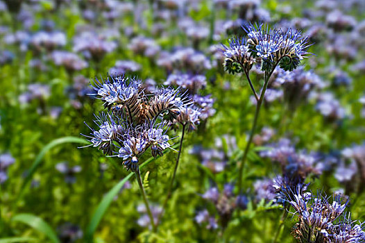 蜜蜂,草场,花边,蓝色,紫色,巴伐利亚,德国,欧洲