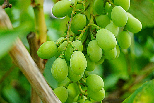 生长中的葡萄