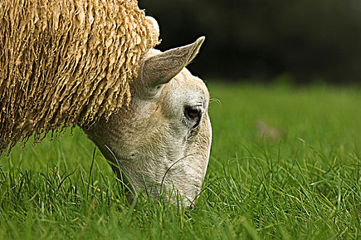 羊羔,放牧,草