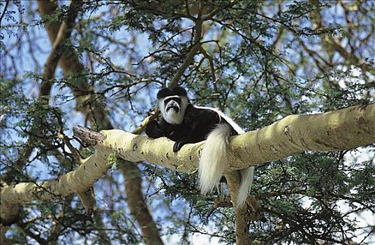 疣猴属,猴子,东黑白疣猴,休息,哺乳动物,肯尼亚,非洲,动物