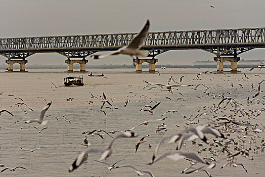 桥,河,道路,铁路桥,渔船,人,喂食,海鸥,孟邦,缅甸