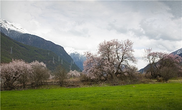 春满岗村