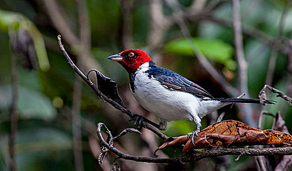 红雀,亚马逊盆地,秘鲁