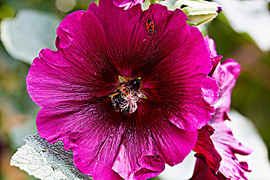 蜜蜂,甲虫,室内,粉色,锦葵属植物,花
