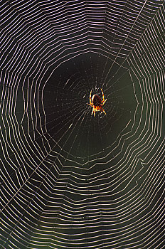 美国,华盛顿,园蛛,蜘蛛网