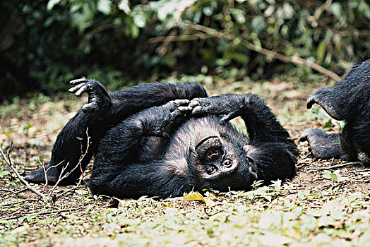 坦桑尼亚,冈贝河国家公园,雄性,黑猩猩,休息,大幅,尺寸
