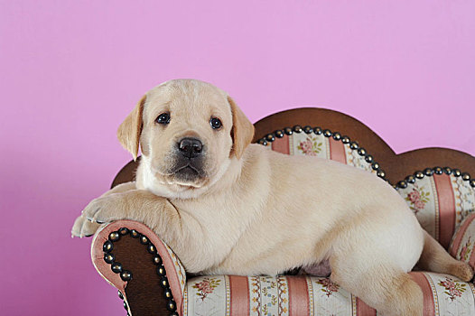 拉布拉多犬,黄色,小狗,4星期大,躺着,小,沙发,奥地利,欧洲