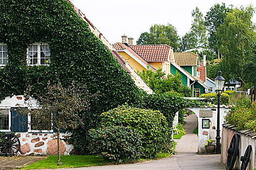 房子,常春藤,墙壁,渔村,瑞典