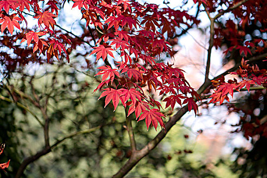 紅葉,楓葉,黃葉