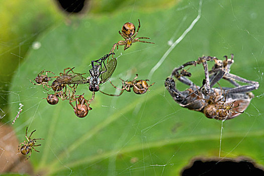 有足类,蜘蛛,群,协作,昆虫,捕食,省立公园,巴布亚新几内亚