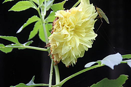 向日葵花朵菊花