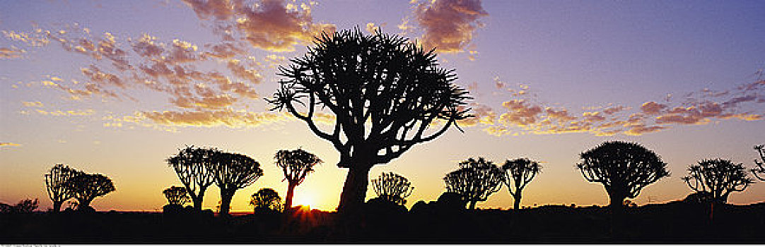 抖树,日落,基特曼斯胡普,纳米比亚