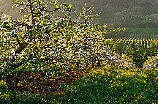 苹果园,盛开,安那波利斯谷地,新斯科舍省,加拿大