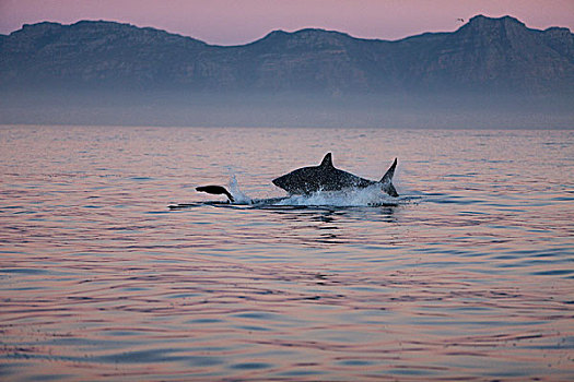大白鲨,沙鲨属,成年,鲸跃,猎捕,毛海狮,福尔斯湾,南非