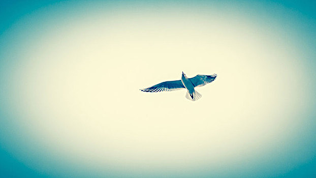 海鸥,飞,空中