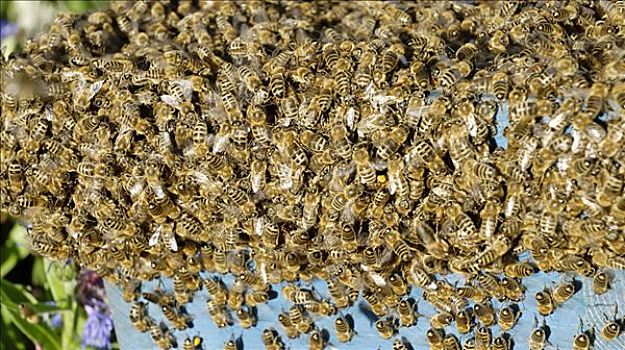 蜜蜂,成群,收集,养蜂人