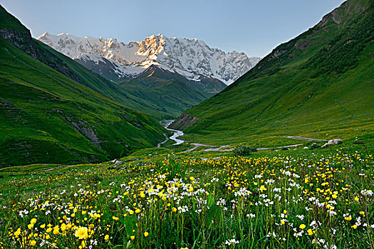 野花,草地,山,乡村,乔治亚