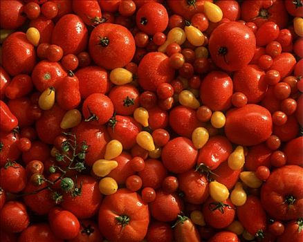 种类,西红柿