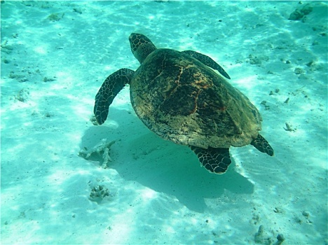 海龟,珊瑚礁