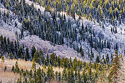 白霜,树,山,斜坡,罗布森山省立公园,不列颠哥伦比亚省,加拿大