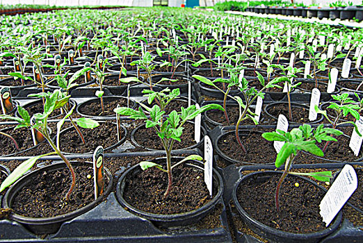 西红柿,植物,温室,照料,诺福克,英格兰,欧洲