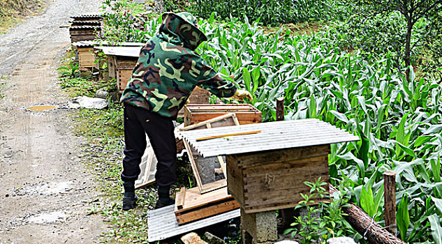 蜜蜂养殖取蜂蜜