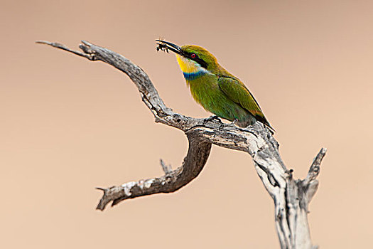 食蜂鸟,坐在树上,枝条,捕食,鸟嘴,卡拉哈迪大羚羊国家公园,北开普,南非,非洲