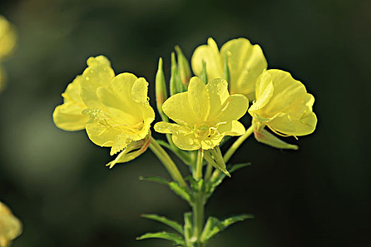 黄花月见草