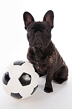 法国牛头犬,足球