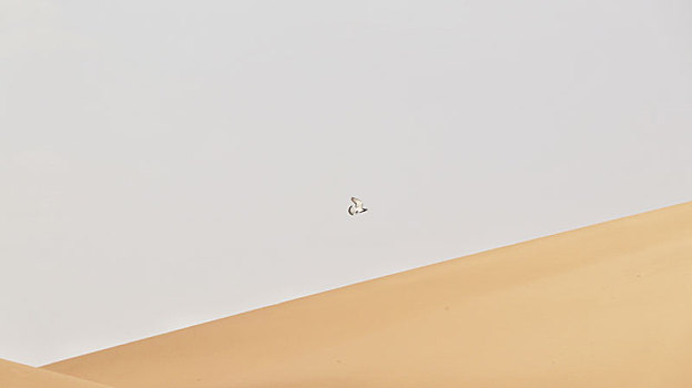 沙漠中的鸽子