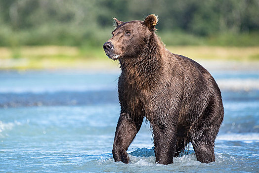 棕熊,站立,河,卡特麦国家公园,阿拉斯加,美国,北美