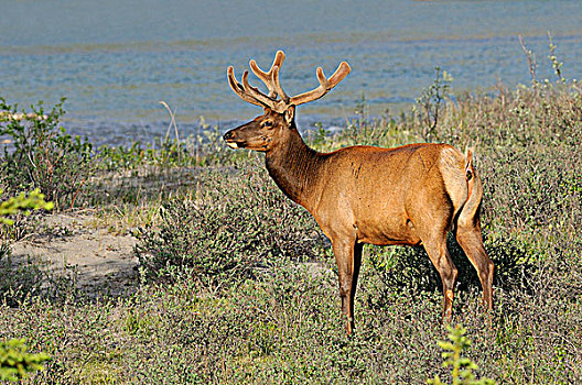 野生,麋鹿,鹿属,碧玉国家公园,艾伯塔省,加拿大