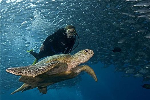 马来西亚,麻布岛,潜水,游动,绿海龟,龟类