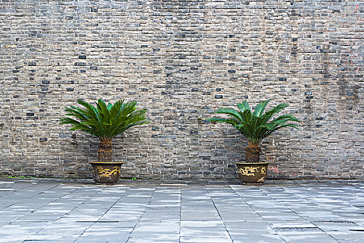 故宫城墙下的两棵盆栽